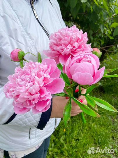 Пион из Холодного фарфора