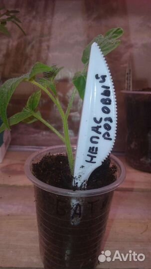 Рассада помидор