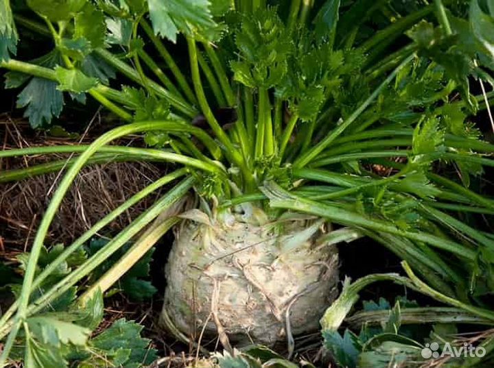 Для еды Сельдерей корневой и Лук-порей