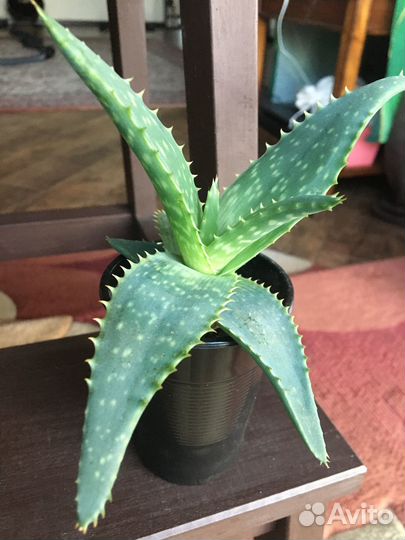 Комнатные цветы алоэ