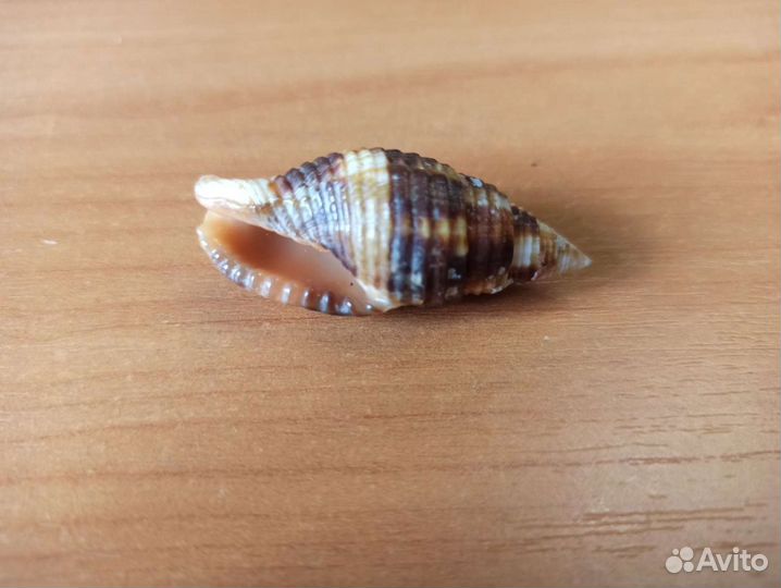 Морская раковина