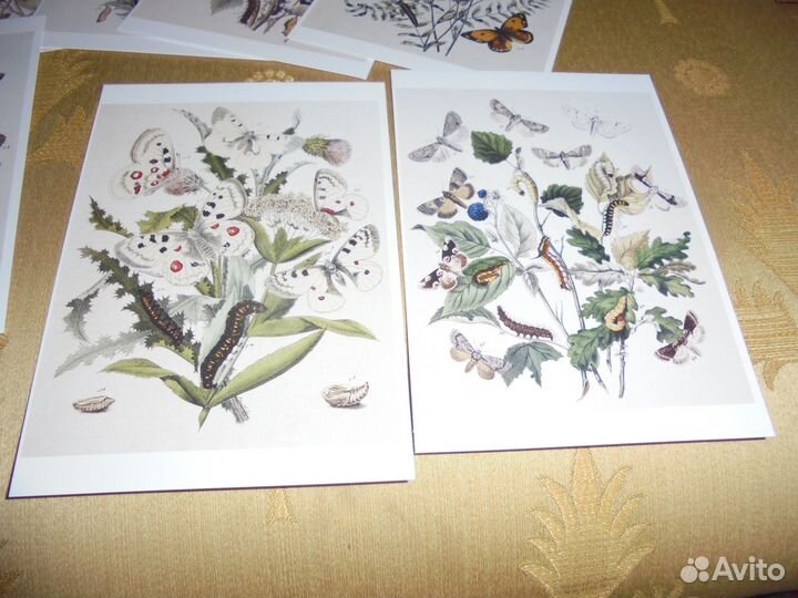 Бабочки Европы Наб 15 открыток