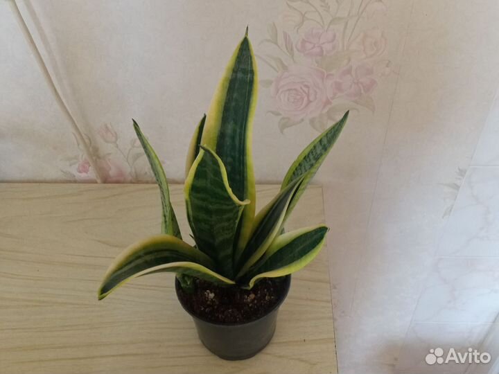 Сансевиерии Футура Суперба, Мунлайт, Ханни