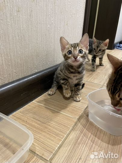 Бенгальские котята