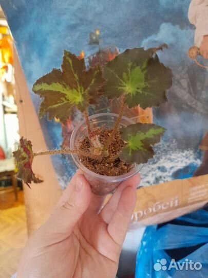 Бегония клеопатра