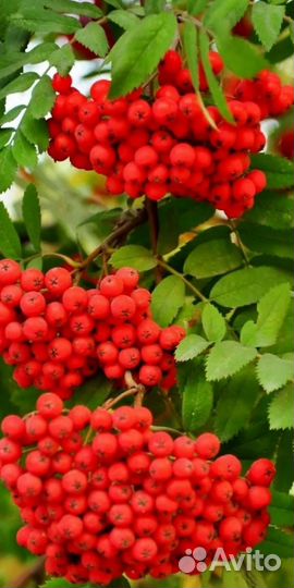 Рябина красная, саженцы