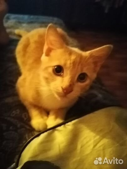 Рыжий котенок