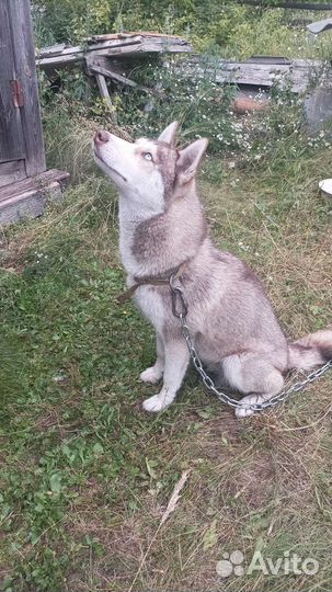 Собака хаски в добрые руки