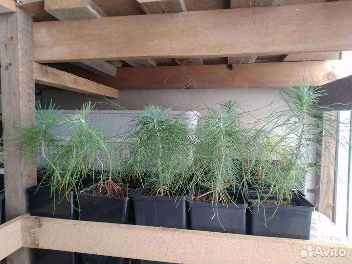 Сосна Культера