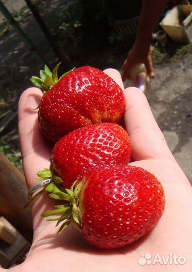 Саженцы клубники Гигантелла