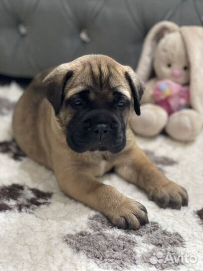 Бульмастиф