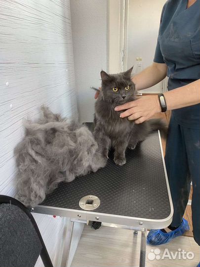 Стрижка кошекГрумер на выезде к клиенту