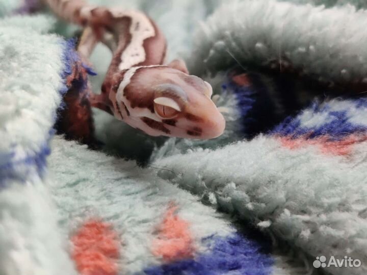 Геккон эублефар детки