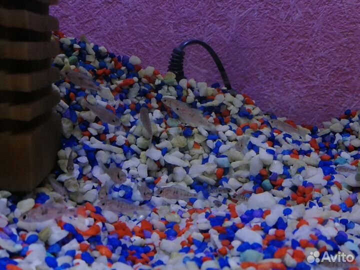 Аквариумные рыбки Дельфины