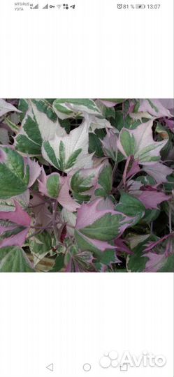 Редкие сорта ипомеи батата