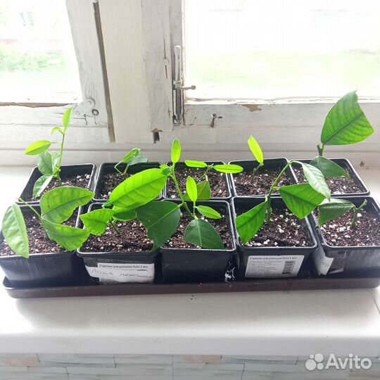 Лимонное дерево