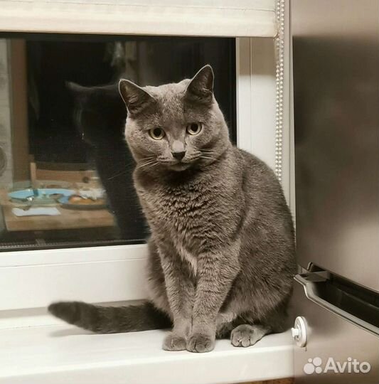 Очень красивая кошка