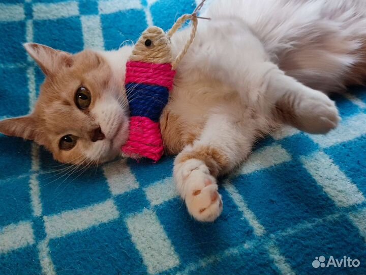 Кошка в добрые руки