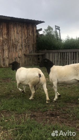 Черноголовый Дорпер