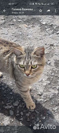 Котик полгода