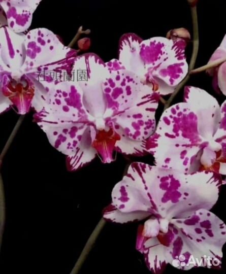 Орхидея Phal.В наличии. Magic Art (peloric)
