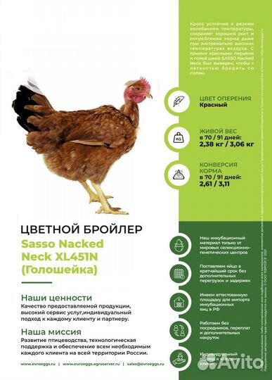Инкубационное яйцо импорт
