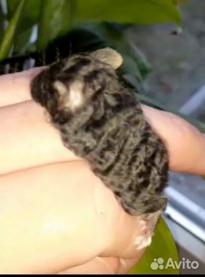 Мышки тексели,кудрявые мыши