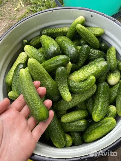 Огурцы домашние