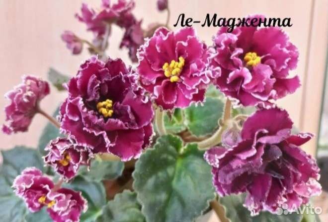 Фиалки детки и черенки