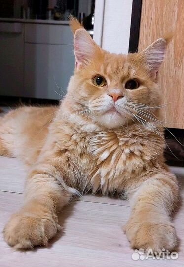 Мейн-кун вязка