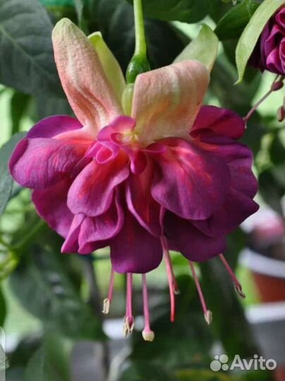 Фуксия сортовая укоренённые черенки