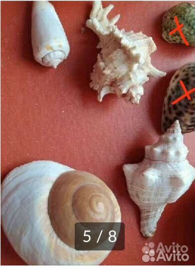 Морские ракушки