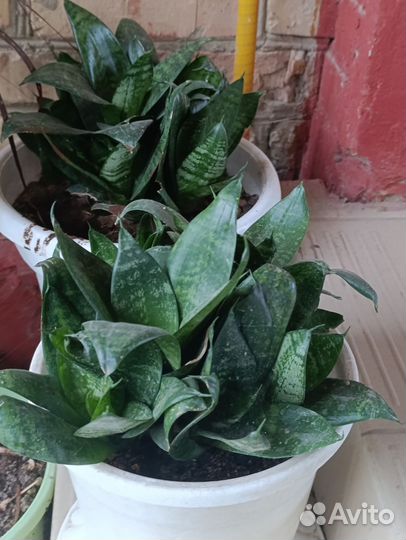 Диффенбахия