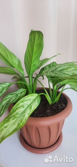 Комнатные домашние растения