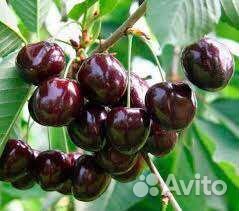 Саженцы Плодовых закрытая и открытая корневая