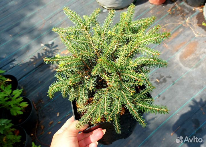 Ель нидиформис