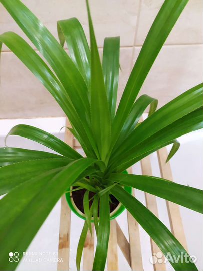 Панданус (винтовая пальма)