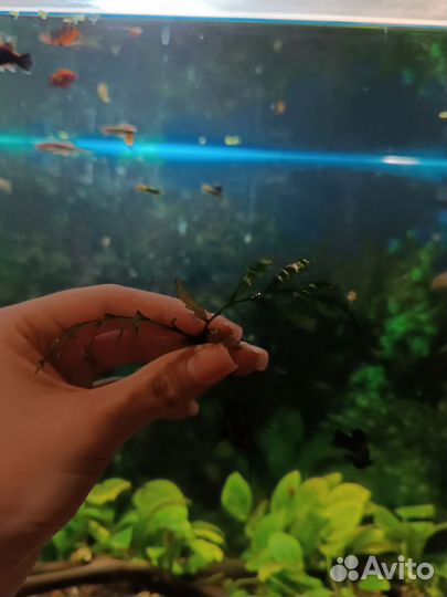Аквариумные растения папоротник