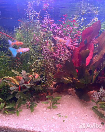 Аквариумные растения