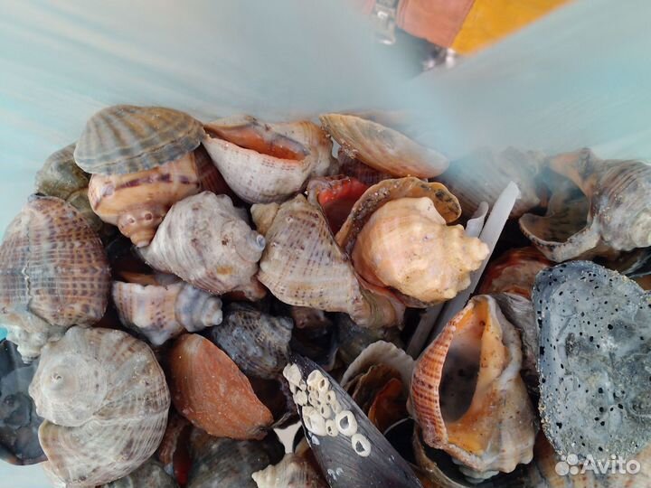 Ракушка Рапан