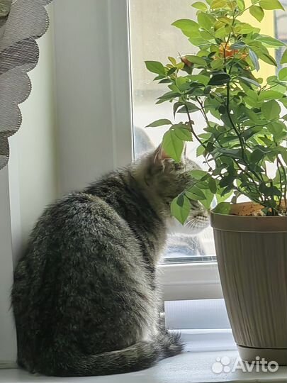 Котята даром