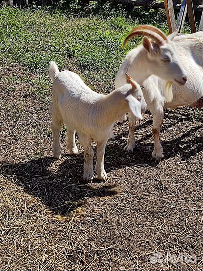 Козлик зааненско-нубийский