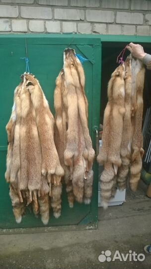 Продаются шкуры лисицы