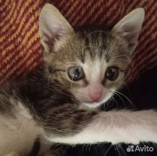 Котёнок 2 месяца девочка