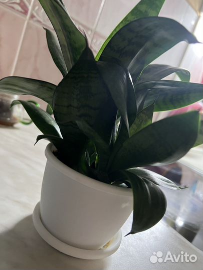 Сансевиерия