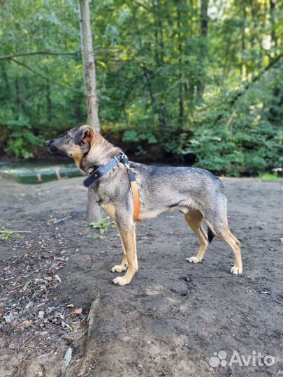 Собака в добрые руки отдам бесплатно