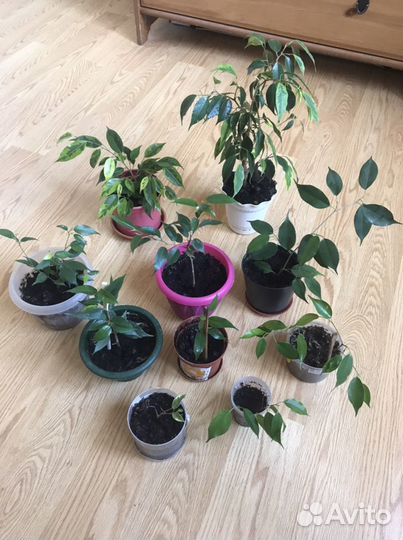 Комнатные растения