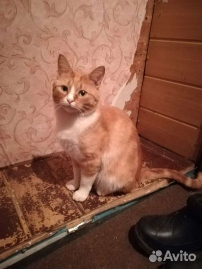 Кошки в добрые руки