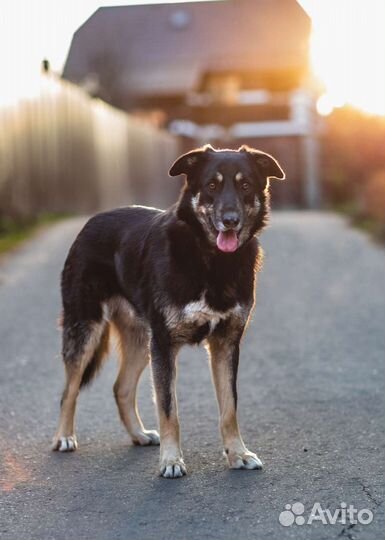 Собака в добрые руки