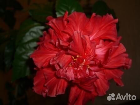 Продается китайская роза - гибискус и герани